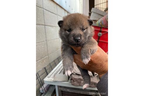 成約済の広島県の柴犬-169573の1枚目