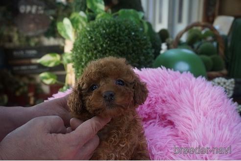 成約済の京都府のタイニープードル-169269