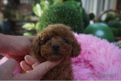 成約済の京都府のタイニープードル-169269の2枚目