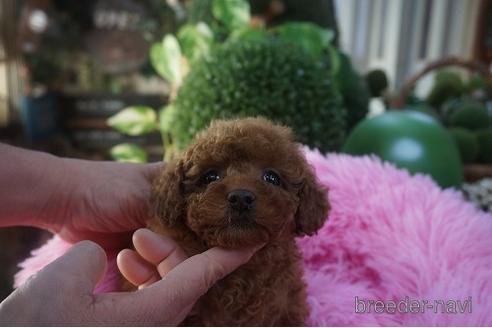 成約済の京都府のタイニープードル-169269の3枚目