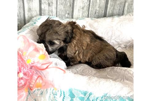 成約済の埼玉県のマルプー:マルチーズ×トイプードル-166945の45枚目