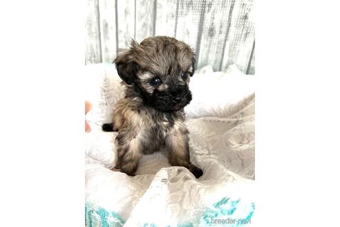 成約済の埼玉県のマルプー:マルチーズ×トイプードル-166945の43枚目