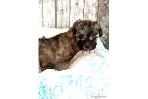 成約済の埼玉県のマルプー:マルチーズ×トイプードル-166942の6枚目