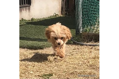 成約済の岡山県のティーカッププードル-170845の5枚目