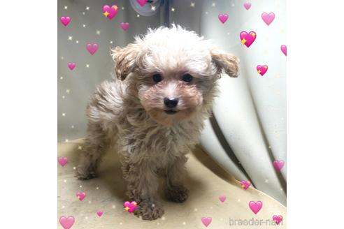成約済の茨城県のミックス犬-163527の8枚目