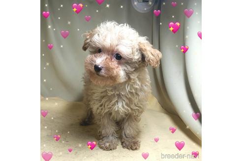 成約済の茨城県のミックス犬-163527の7枚目