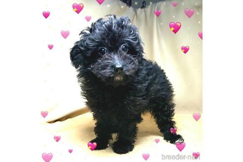 成約済の茨城県のミックス犬-163525の10枚目