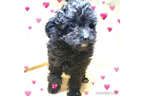 成約済の茨城県のミックス犬-163525の9枚目