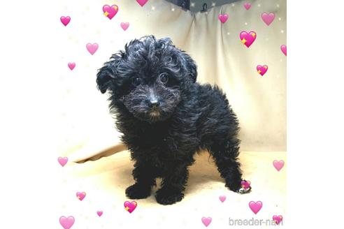 成約済の茨城県のミックス犬-163525の8枚目