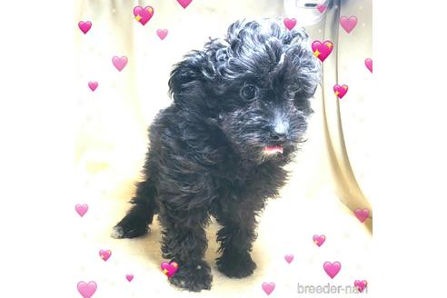 成約済の茨城県のミックス犬-163525の6枚目