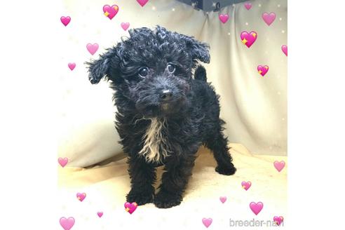 成約済の茨城県のミックス犬-163524の11枚目