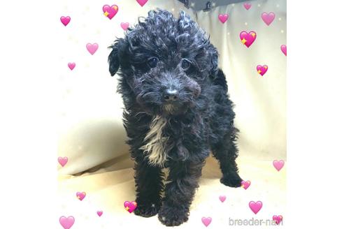 成約済の茨城県のミックス犬-163524の10枚目