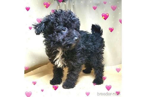 成約済の茨城県のミックス犬-163524の9枚目