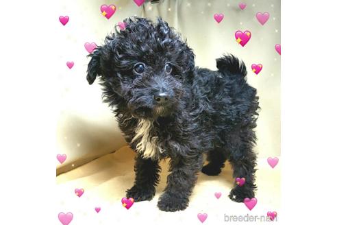 成約済の茨城県のミックス犬-163524の8枚目