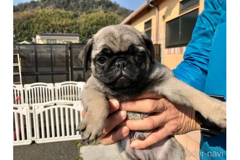 成約済の山口県のパグ-165598の4枚目