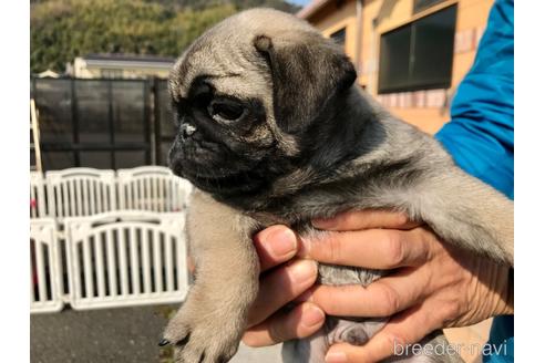 成約済の山口県のパグ-165598の3枚目