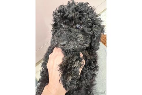 成約済の埼玉県のトイプードル-162384の4枚目