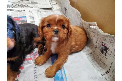 成約済の愛知県のキャバリアキングチャールズスパニエル-170877の1枚目