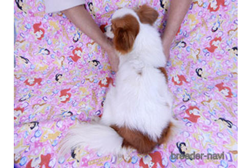 成約済の千葉県のパピヨン-170887の4枚目