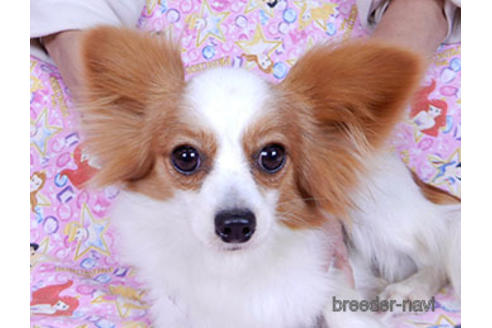 成約済の千葉県のパピヨン-170887の3枚目