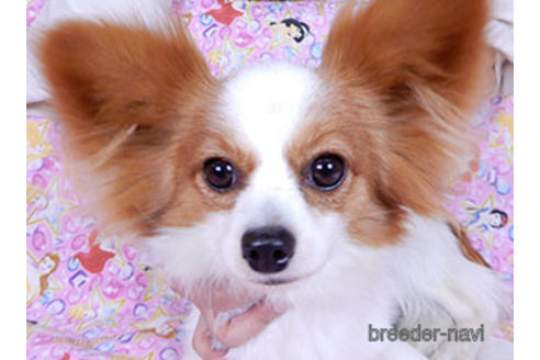 成約済の千葉県のパピヨン-170887の2枚目