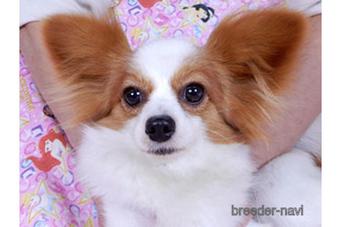 成約済の千葉県のパピヨン-170887の1枚目