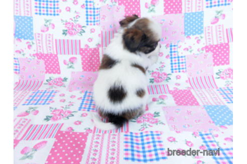 成約済の千葉県のパピヨン-170889の8枚目