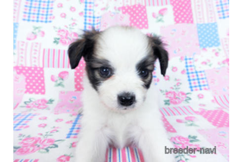 成約済の千葉県のパピヨン-170889の7枚目