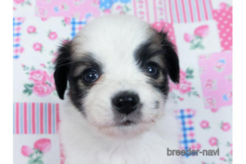 成約済の千葉県のパピヨン-170889の6枚目