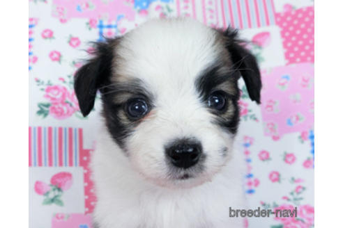 成約済の千葉県のパピヨン-170889の5枚目