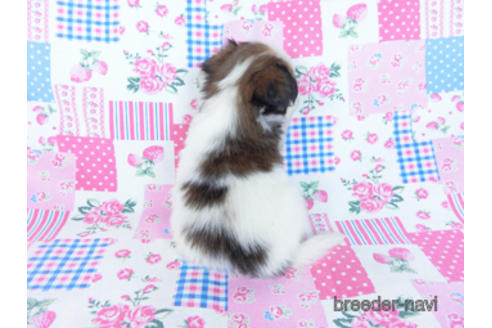 成約済の千葉県のパピヨン-170891の4枚目