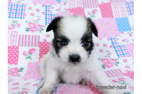 成約済の千葉県のパピヨン-170891の3枚目