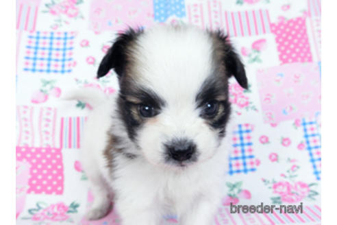 成約済の千葉県のパピヨン-170891の2枚目