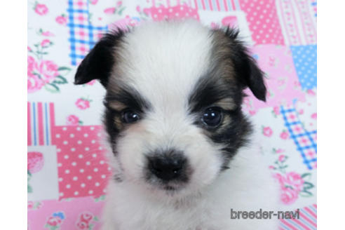 成約済の千葉県のパピヨン-170891の1枚目