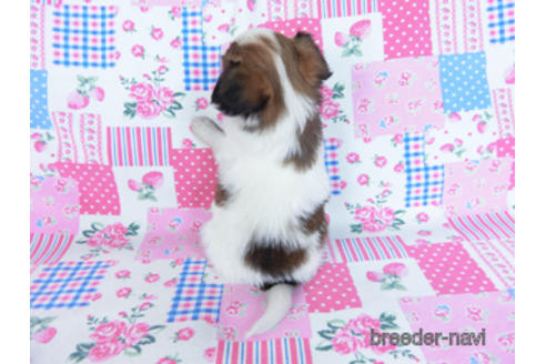 成約済の千葉県のパピヨン-170892の8枚目