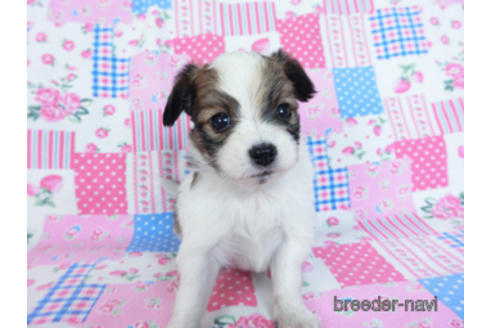 成約済の千葉県のパピヨン-170892の7枚目