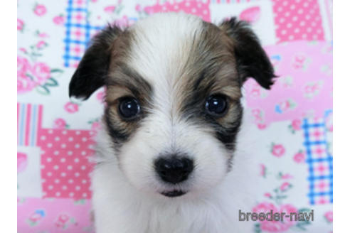 成約済の千葉県のパピヨン-170892の6枚目