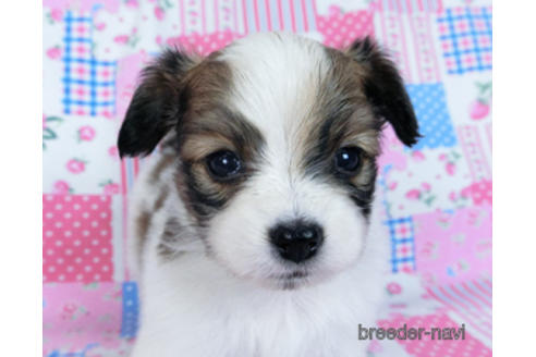 成約済の千葉県のパピヨン-170892の5枚目