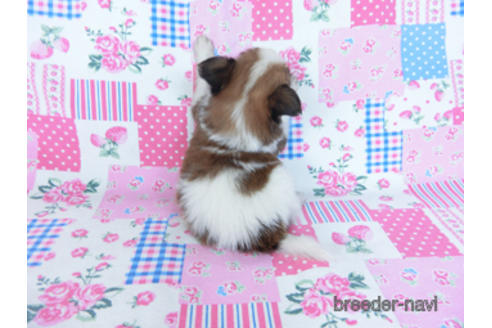 成約済の千葉県のパピヨン-170893の8枚目