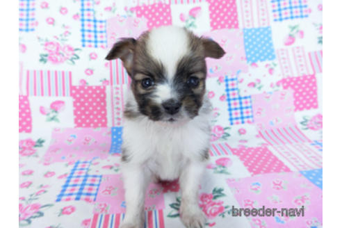 成約済の千葉県のパピヨン-170893の7枚目