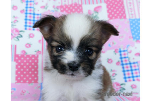 成約済の千葉県のパピヨン-170893の6枚目