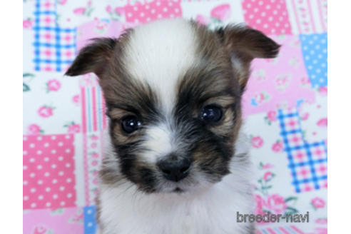 成約済の千葉県のパピヨン-170893の5枚目