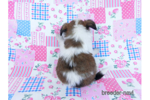 成約済の千葉県のパピヨン-170894の4枚目