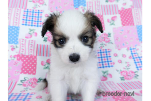 成約済の千葉県のパピヨン-170894の3枚目