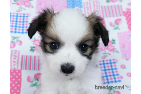 成約済の千葉県のパピヨン-170894の2枚目