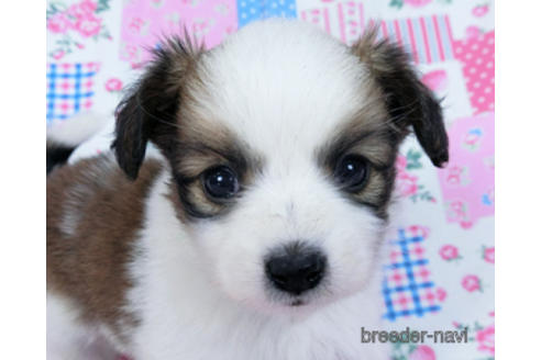 成約済の千葉県のパピヨン-170894