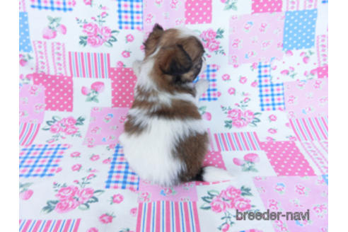 成約済の千葉県のパピヨン-170896の4枚目