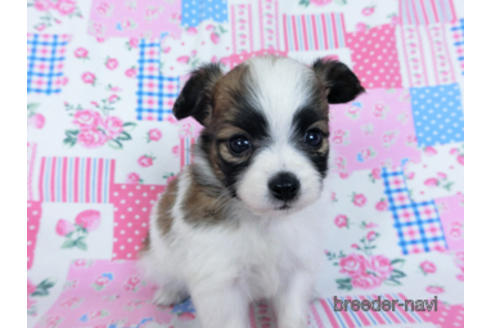 成約済の千葉県のパピヨン-170896の3枚目