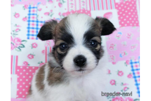 成約済の千葉県のパピヨン-170896の2枚目