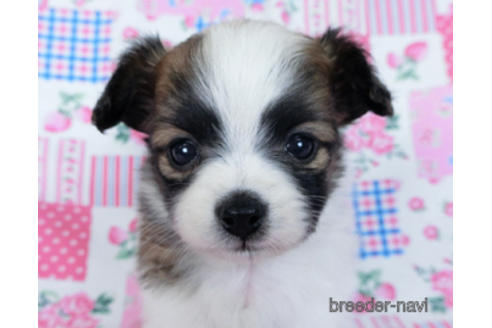 成約済の千葉県のパピヨン-170896